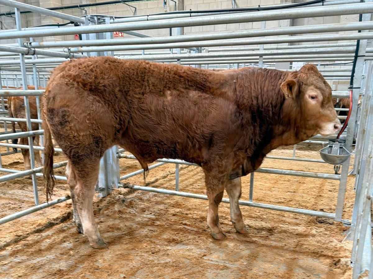 Ejemplar récord de Silleda