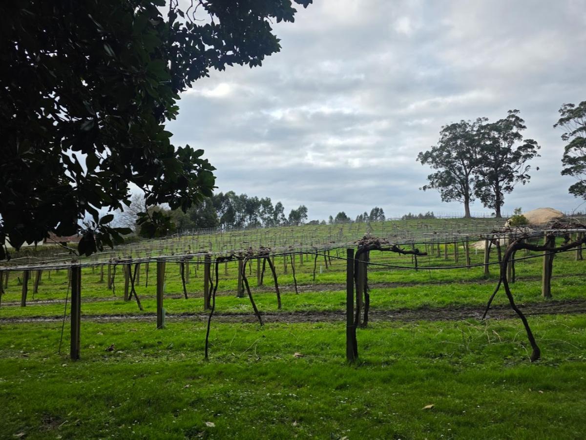 Pazo Rubiáns, en Vilagarcía, sede de la bodega Pazo de Rubianes, desde octubre propiedad de Bodegas Arzuaga.