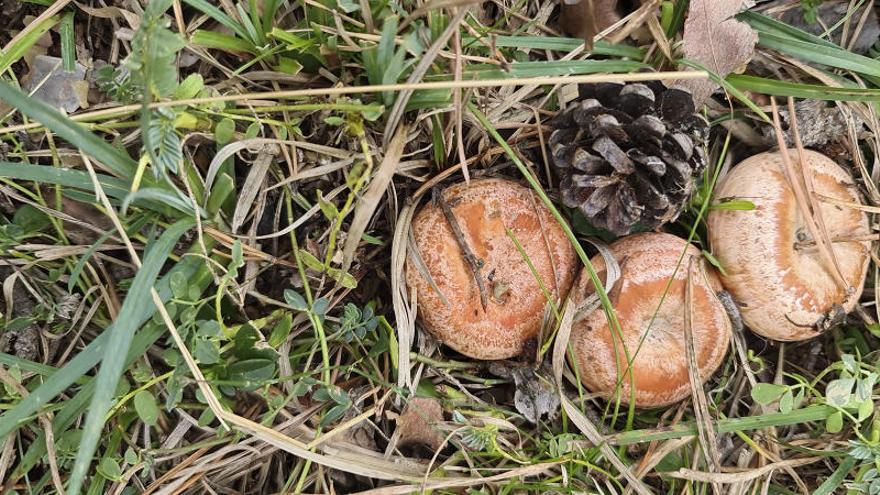 Trio de rovellons acompanyats d’una pinya. Descobreix on se&#039;n poden trobar