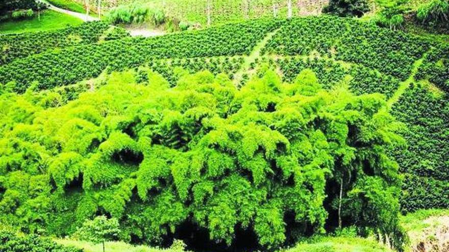 Una plantación de bambú.