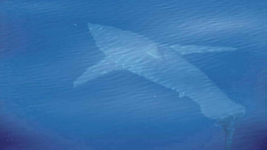 Sorpresa porque el tiburón blanco de Cabrera era un mako: &quot;O un mallorquinako&quot;