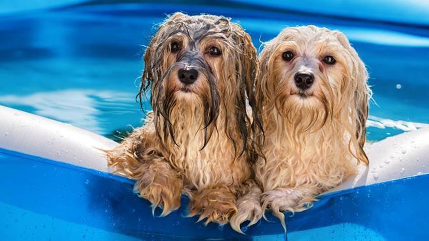 Idees refrescants perquè els gossos suportin millor la calor