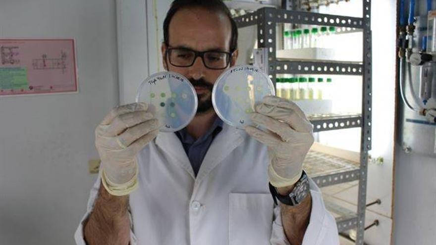 Bioquímicos del ceiA3 encuentran un mecanismo de defensa de las plantas