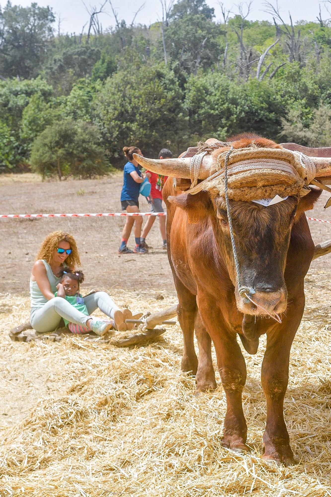 Feria de Ganado del Pino 2024 en Osorio