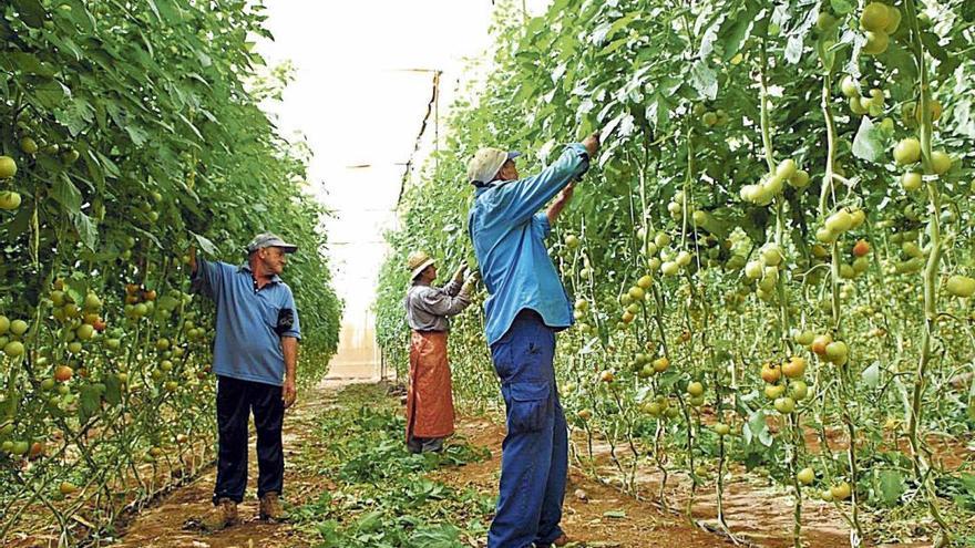 Empleados de una plantación de tomates en el sureste de Gran Canaria.