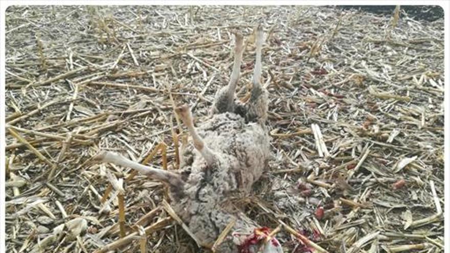 La DGA atribuye la muerte de siete ovejas en Ejea a perros asilvestrados