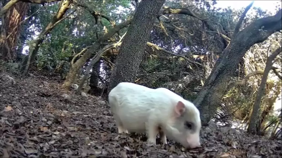 Este es el animal que ha puesto en alerta a la Generalitat en la Font Roja