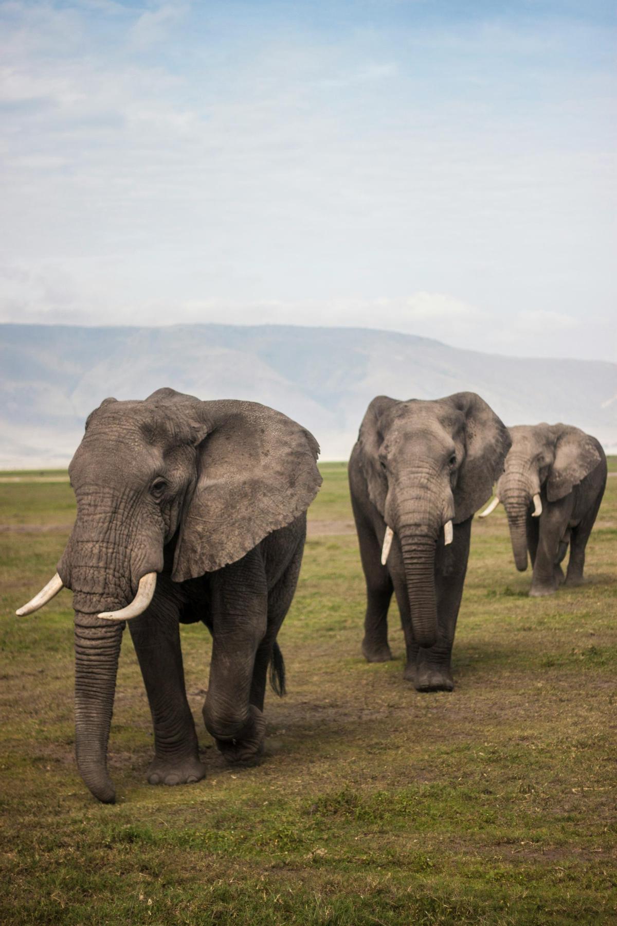 Elefantes avistados durante un safari en Tanzania