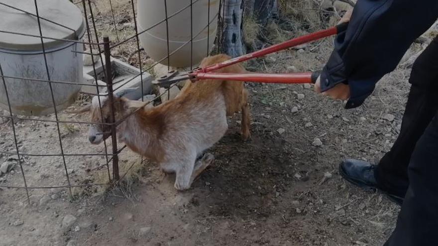 Liberan a una pequeña cabra atrapada en una valla