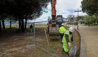 La actuación para retirar el cadillo de A Concha afectará a 65.000 metros cuadrados de superficie