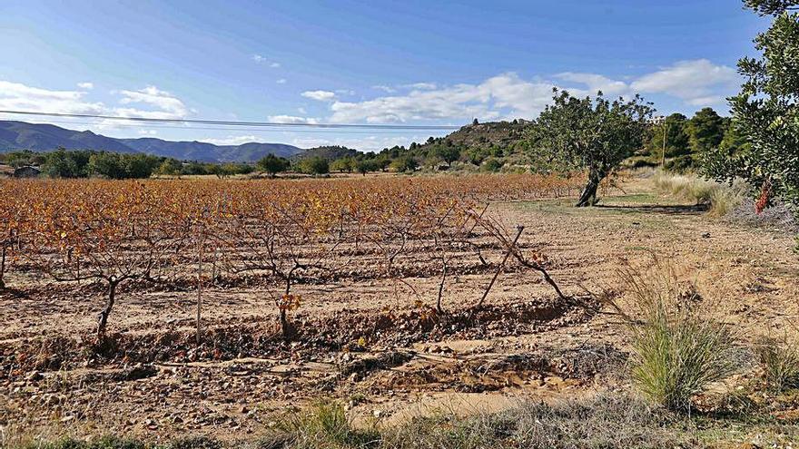 Zona rural donde se instalarán las placas fotovoltaicas. | LEVANTE-EMV
