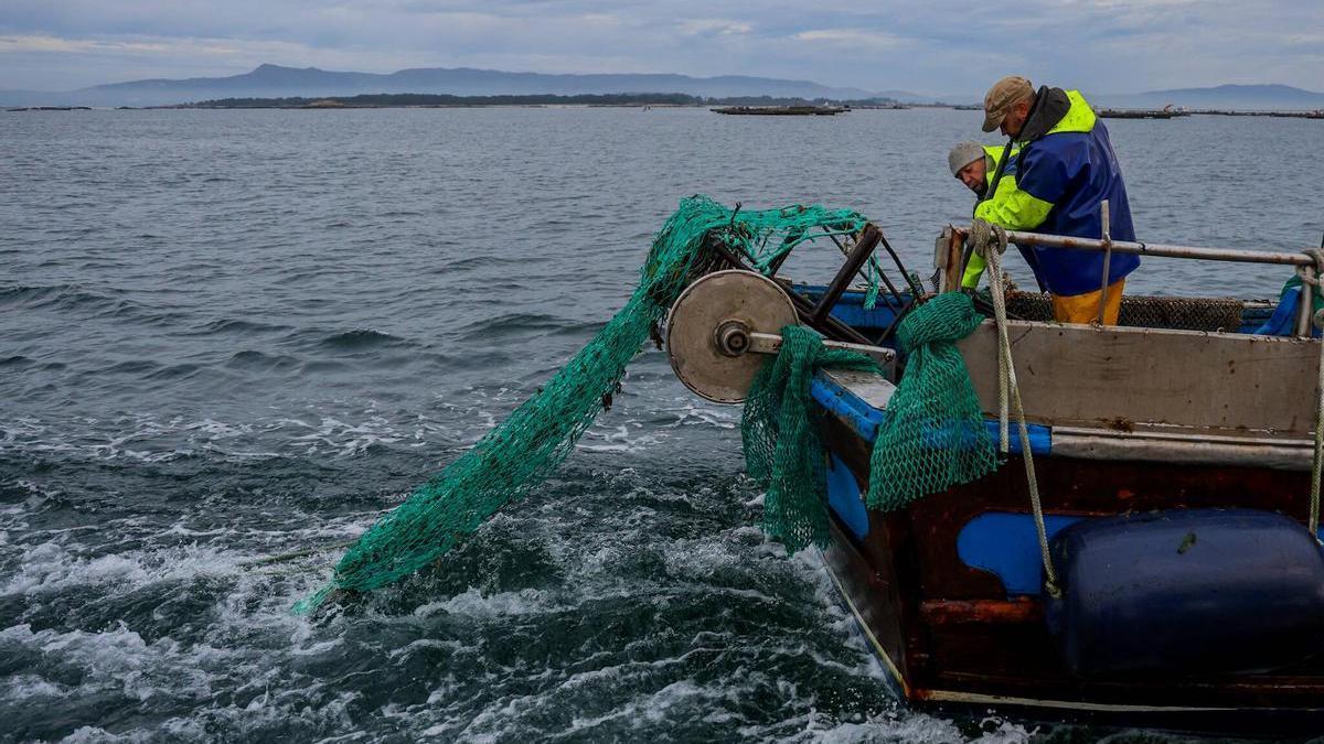 Marineros el miércoles, en la campaña de la vieira de Arousa.