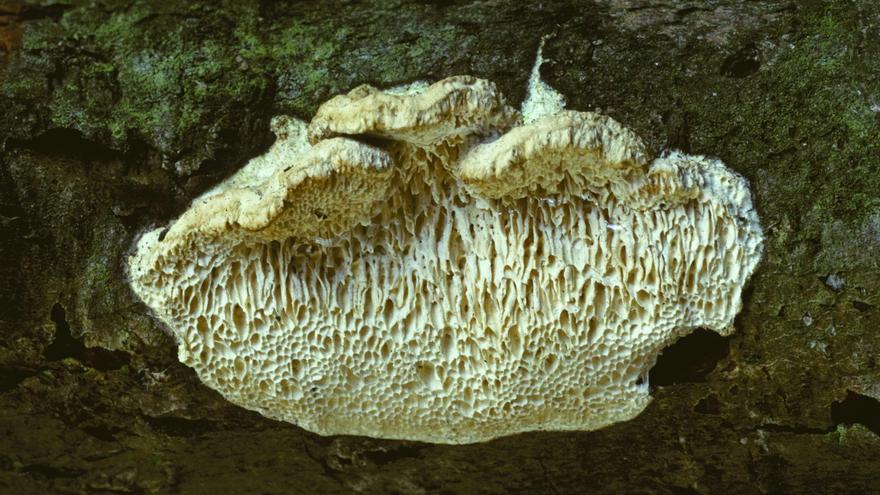 Una &quot;palmera fantasma&quot;, hongos con dientes y un arbusto con &quot;alma negra&quot;, entre las nuevas especies halladas en 2024