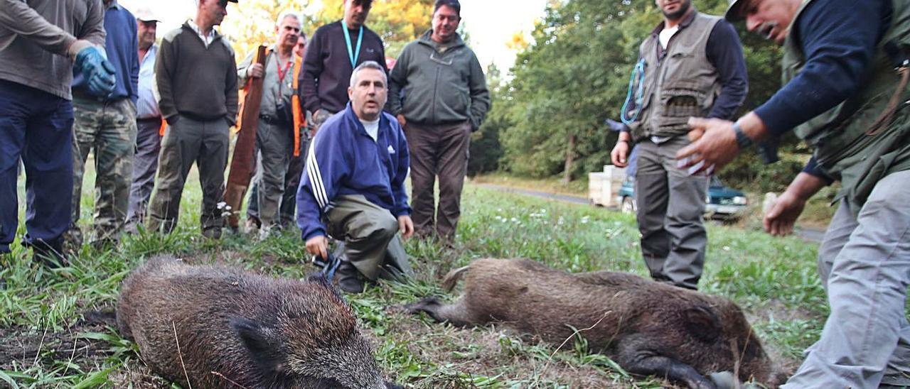 Los cazadores matan 369 jabalíes en una campaña con 228 batidas en las  comarcas - Faro de Vigo