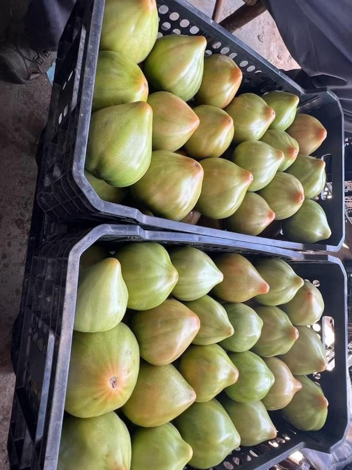 Frutos de tomate de la variedad ‘Tomata Valenciana’ con la característica forma apuntada.