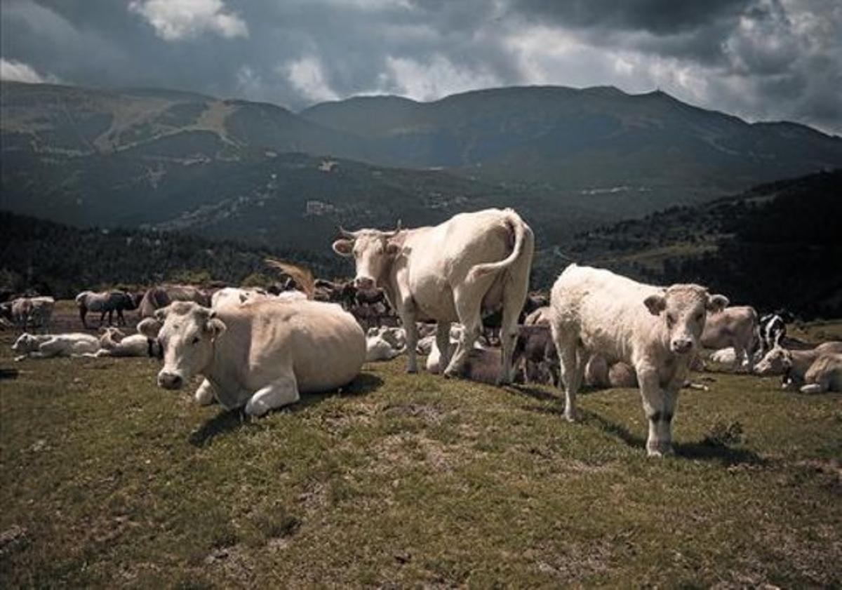 Prados en la Cerdanya. Es el terreno con una mayor retención de carbono en la capa superficial.