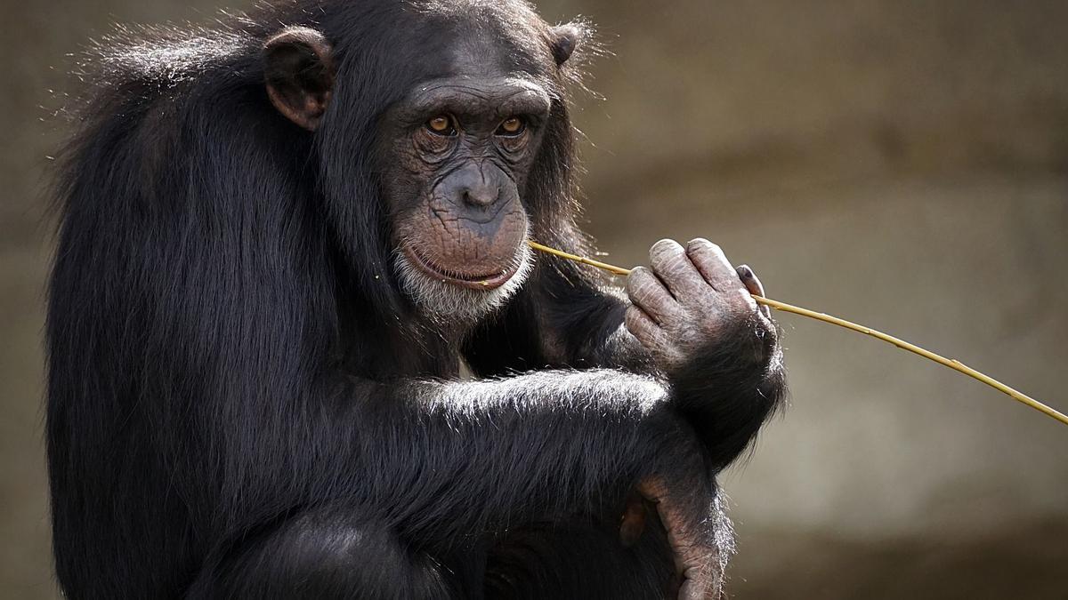 El gesto de asombro de Vanilla, la chimpancé que ve el cielo por primera vez en 28 años