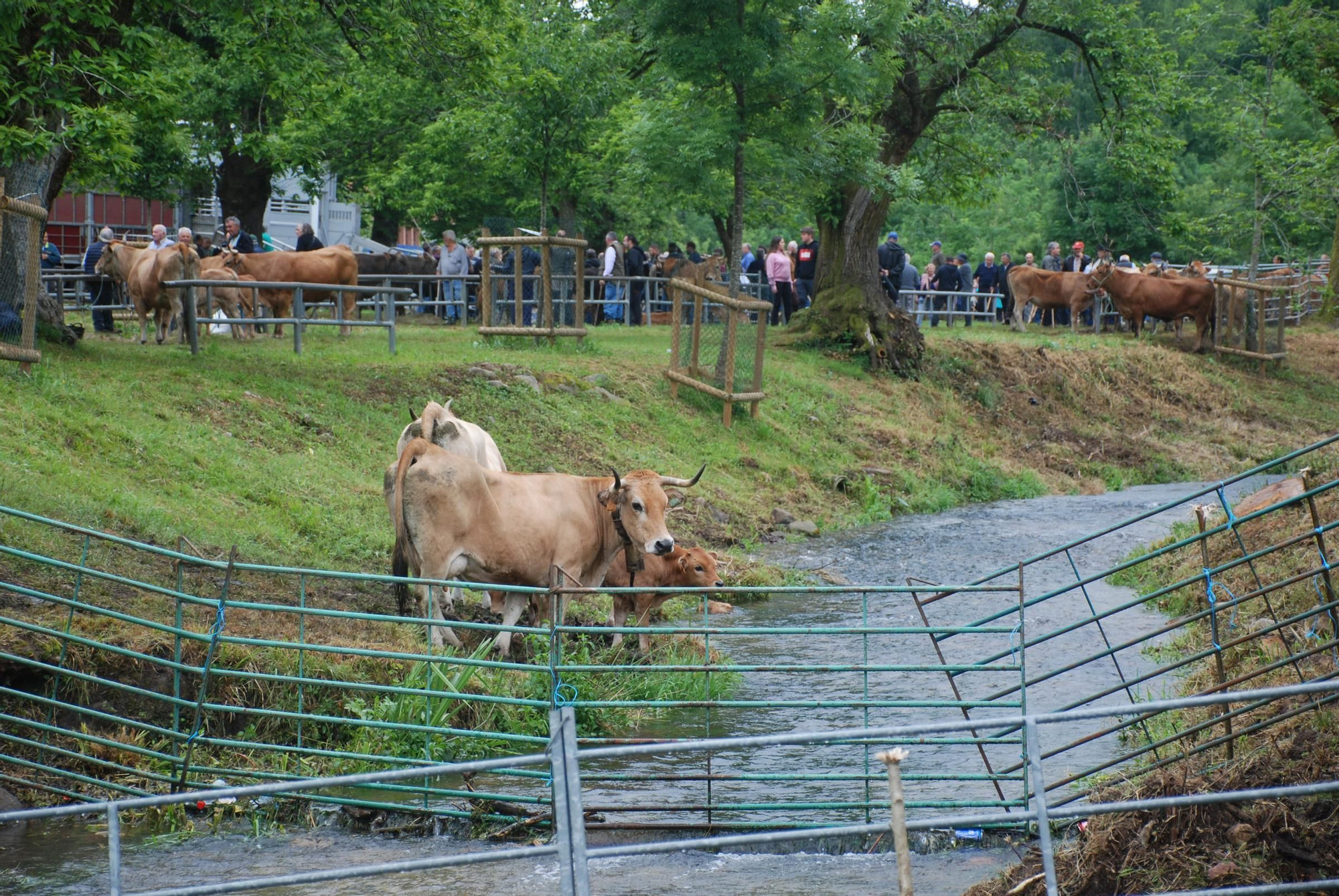 La Feriona de Corao en imágenes