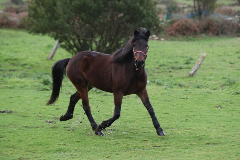 Nace en Oia el primer criadero de caballos gallegos de pura raza de la Serra da Groba