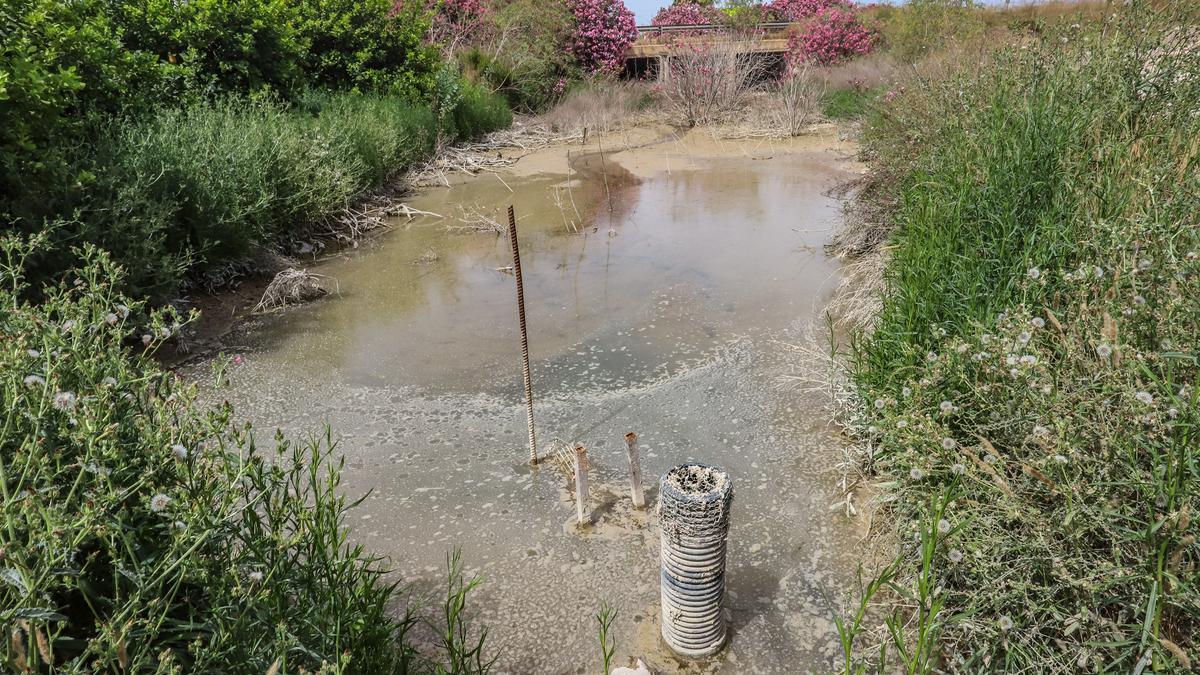 El agua de drenajes agrícolas con fertilizantes del Campo de Salinas  desborda las fincas y llega a la laguna de Torrevieja - Información