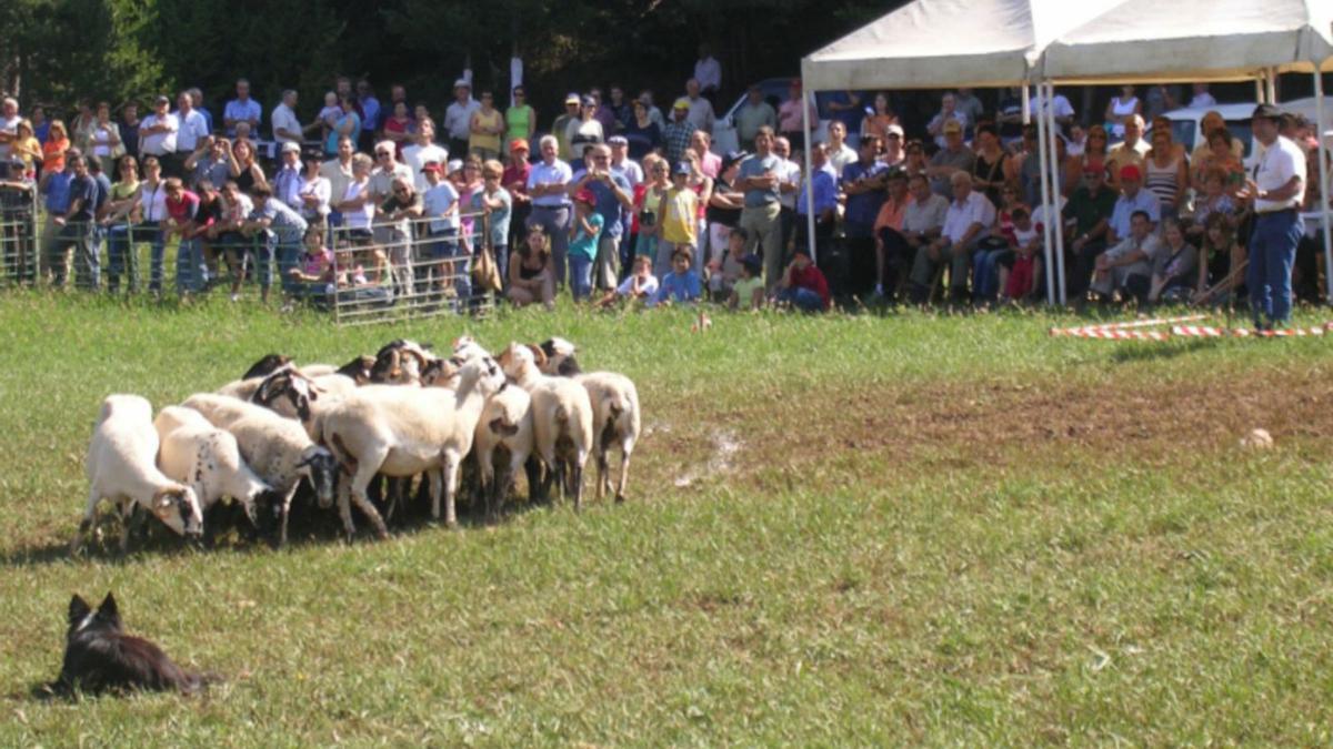 Els pastors disposaran de 10 minuts per aconseguir que els gossos guiïn el ramat d’ovelles | AJUNTAMENT D’ODÈN
