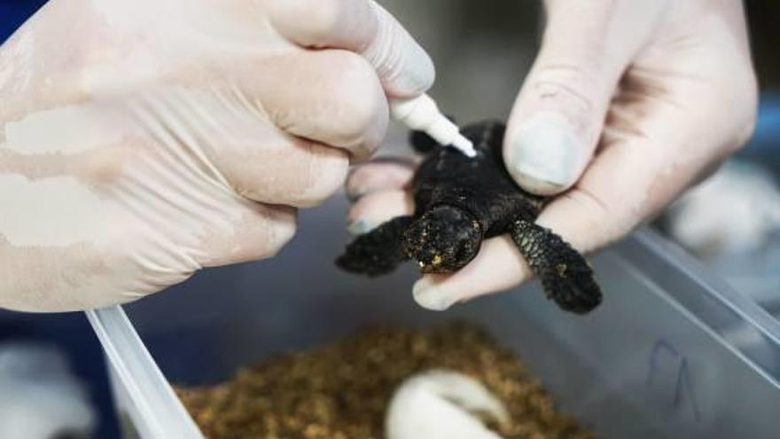 Naixen a l&#039;Oceanogràfic nou tortugues del niu de Castelló