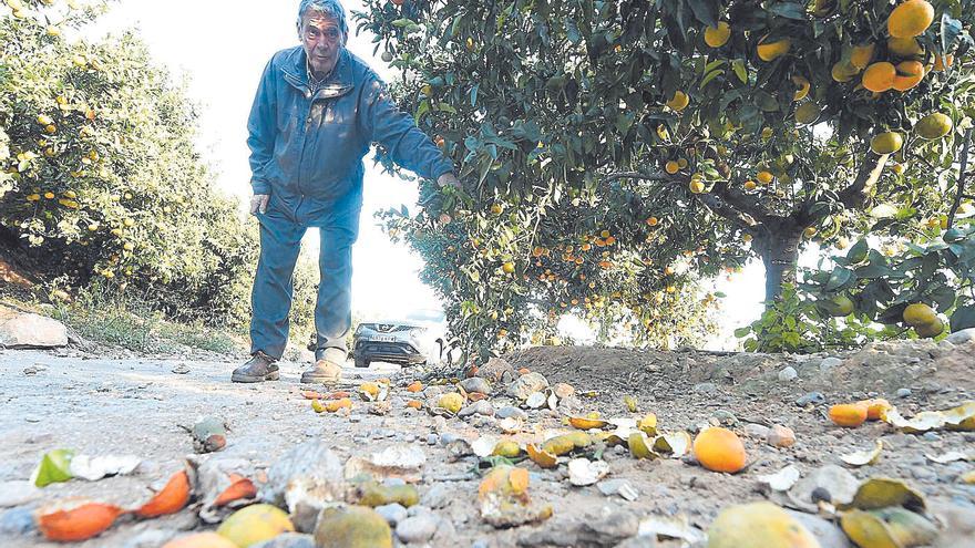 El 90% de los agricultores no tiene seguro para protegerse de los jabalís