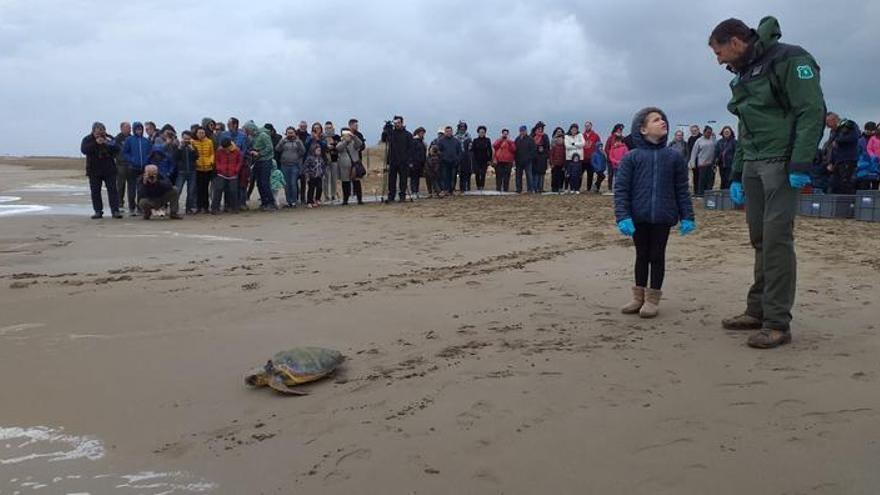 El moment de l&#039;alliberament d&#039;una de les tortugues.