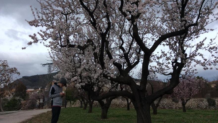 La Xylella estalla en la comarca e infecta cuatro campos en Benissa