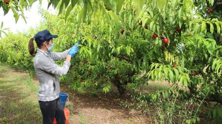 Sindicatos y patronal, citados para evitar la huelga en el campo en Extremadura