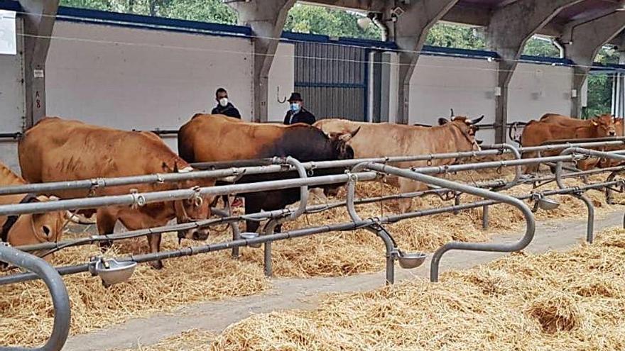 Calificaciones sin público en el certamen vacuno de Cangas del Narcea