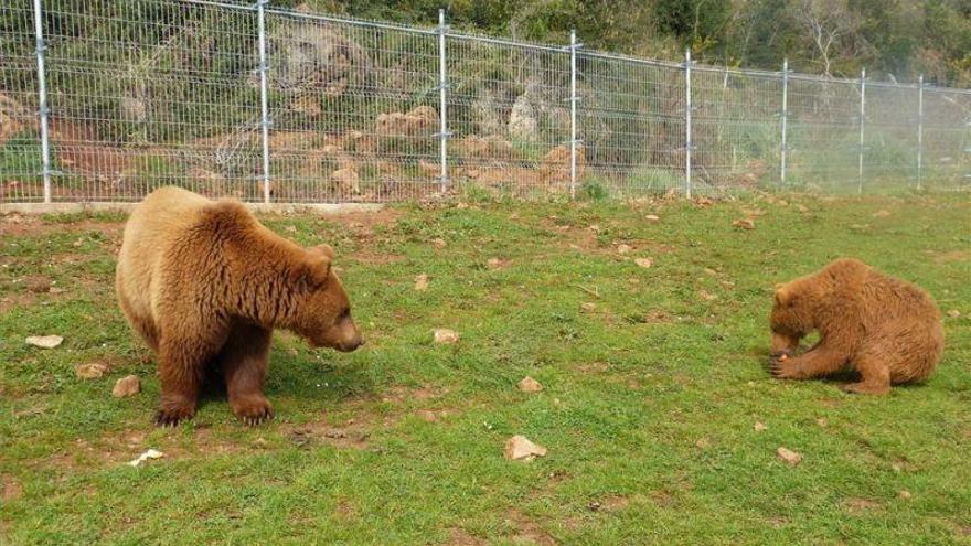 Cataluña da por muerto a ‘Pyros’, el oso más viejo del Pirineo