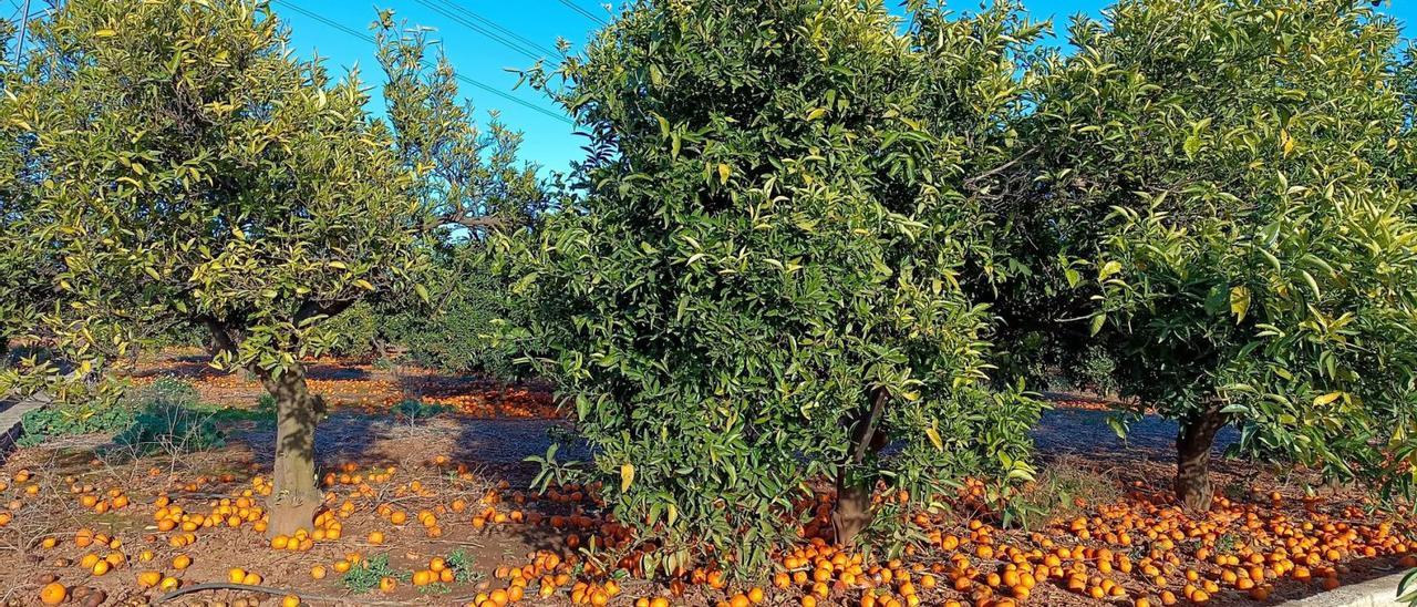 Un campo de la Ribera con toda la fruta por el suelo en una imagen del mes de enero. | PASCUAL FANDOS