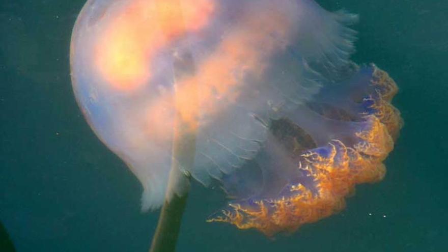 Un banco de medusas &quot;Rhizostoma&quot; llega a la costa cantábrica y se deja ver en Gijón