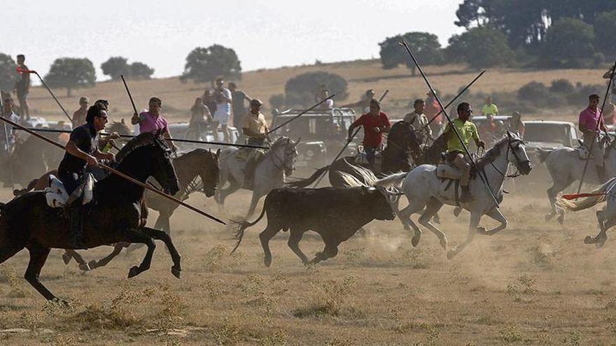 Caballistas en una carrera con un toro en un espanto en Carbajales de Alba el año pasado.