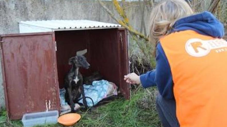 Un galgo abandonado protege y guía a su hermana ciega