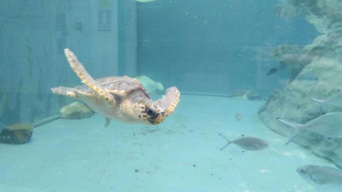 Las tortugas marinas, grandes migradoras que llegan a nuestras costas entre primavera y otoño a través del Estrecho de Gibraltar para alimentarse, han comenzado a colonizar el Mediterráneo occidental, una zona cada vez más "recurrente" y "óptima" para sus puestas debido al cambio climático