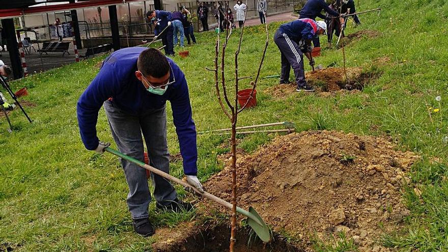 Árboles para combatir la contaminación |