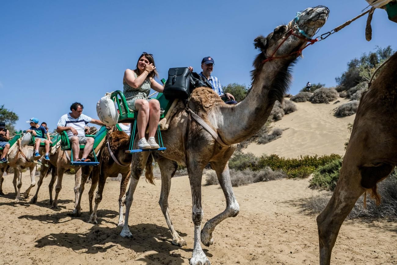 Los camellos en las Dunas de Maspalomas