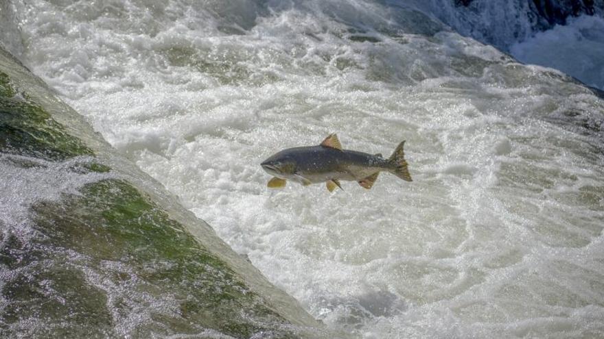 Los peces de agua dulce, en peligro: en 2020 se extinguieron 16 especies