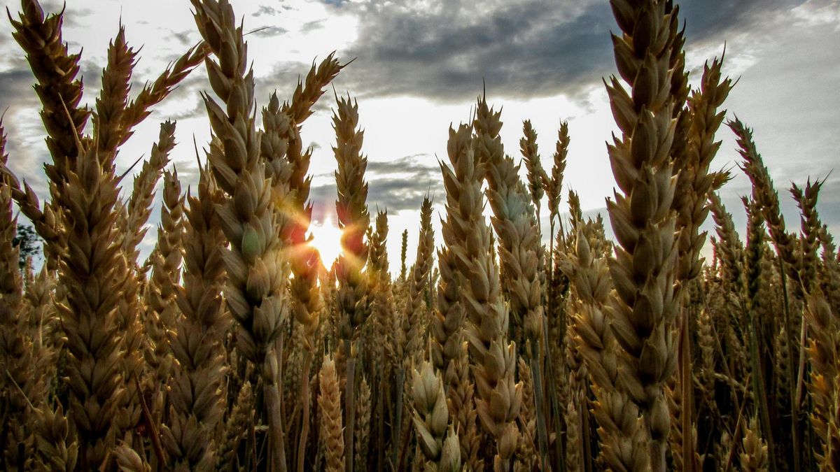 'El Periódico de España' toma el pulso a la digitalización del mundo rural
