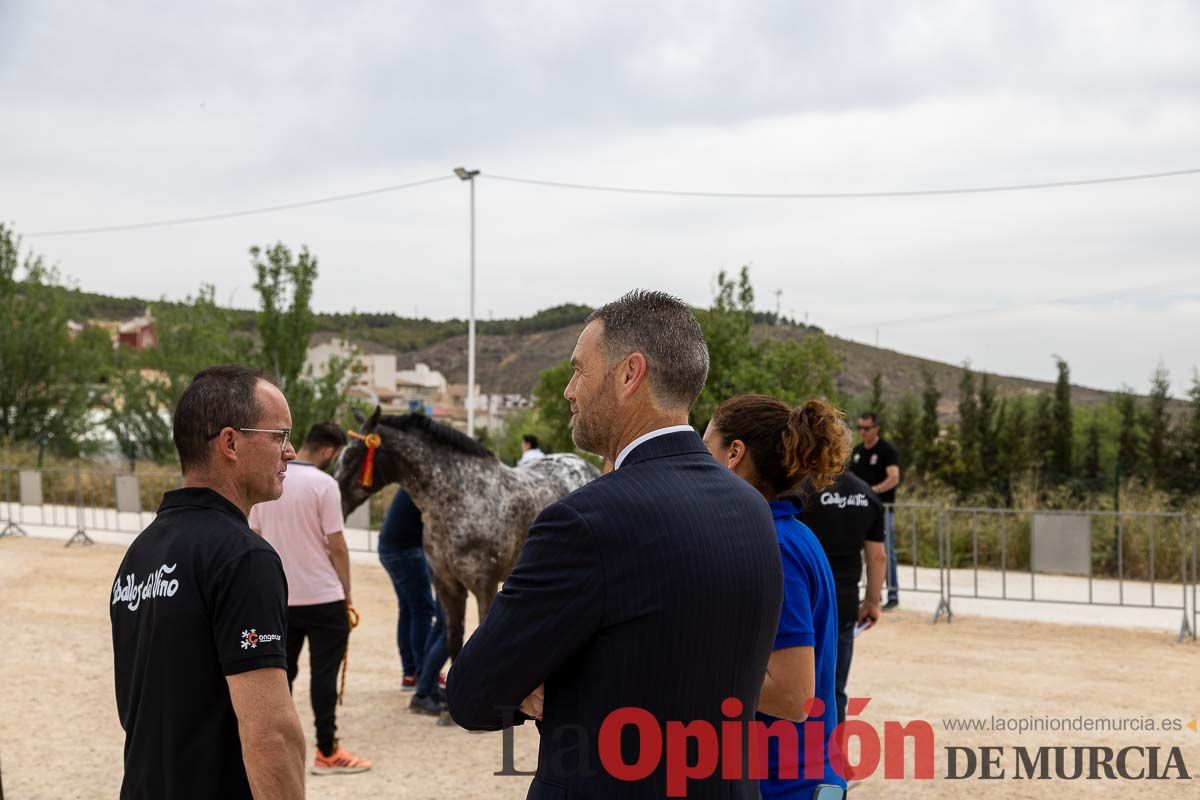 Control veterinario de los Caballos del Vino en Caravaca