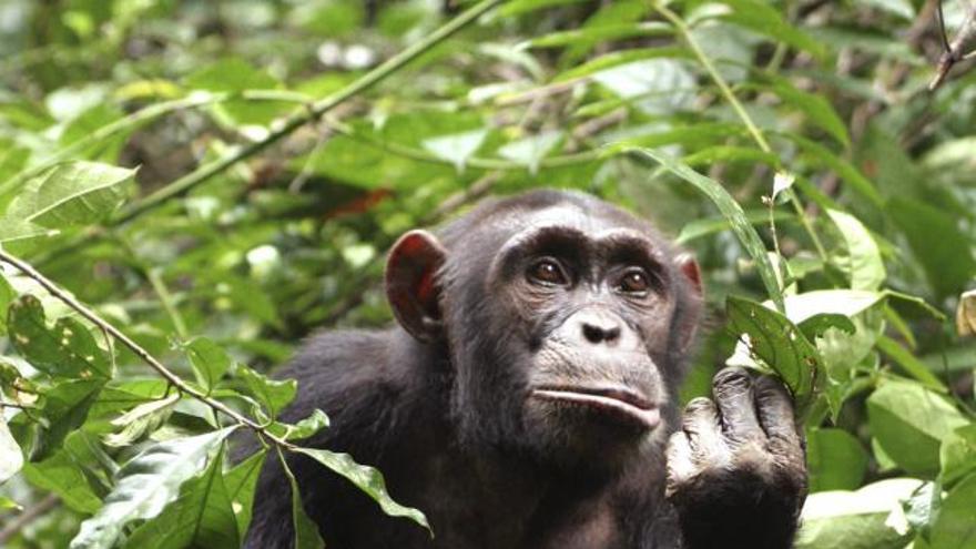 Una chimpancé comiendo carne.