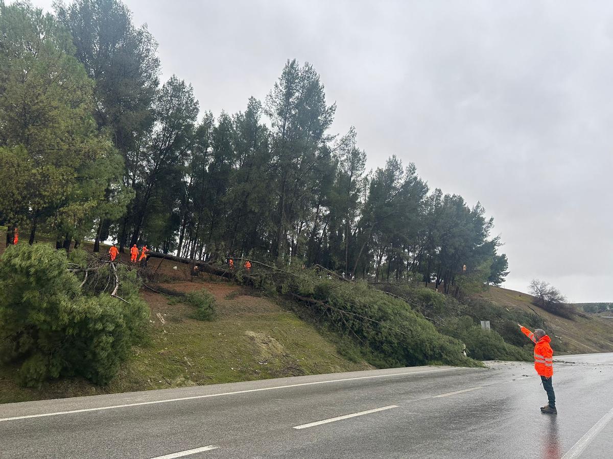 Tale de árboles con riesgo de caída en la variante de la A-318 en Puente Genil.