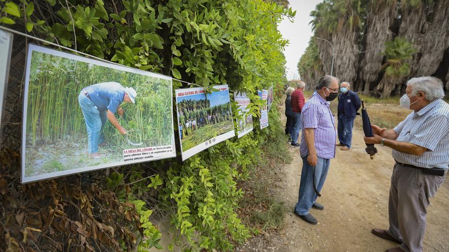 Una oportunidad para el cáñamo en Callosa de Segura