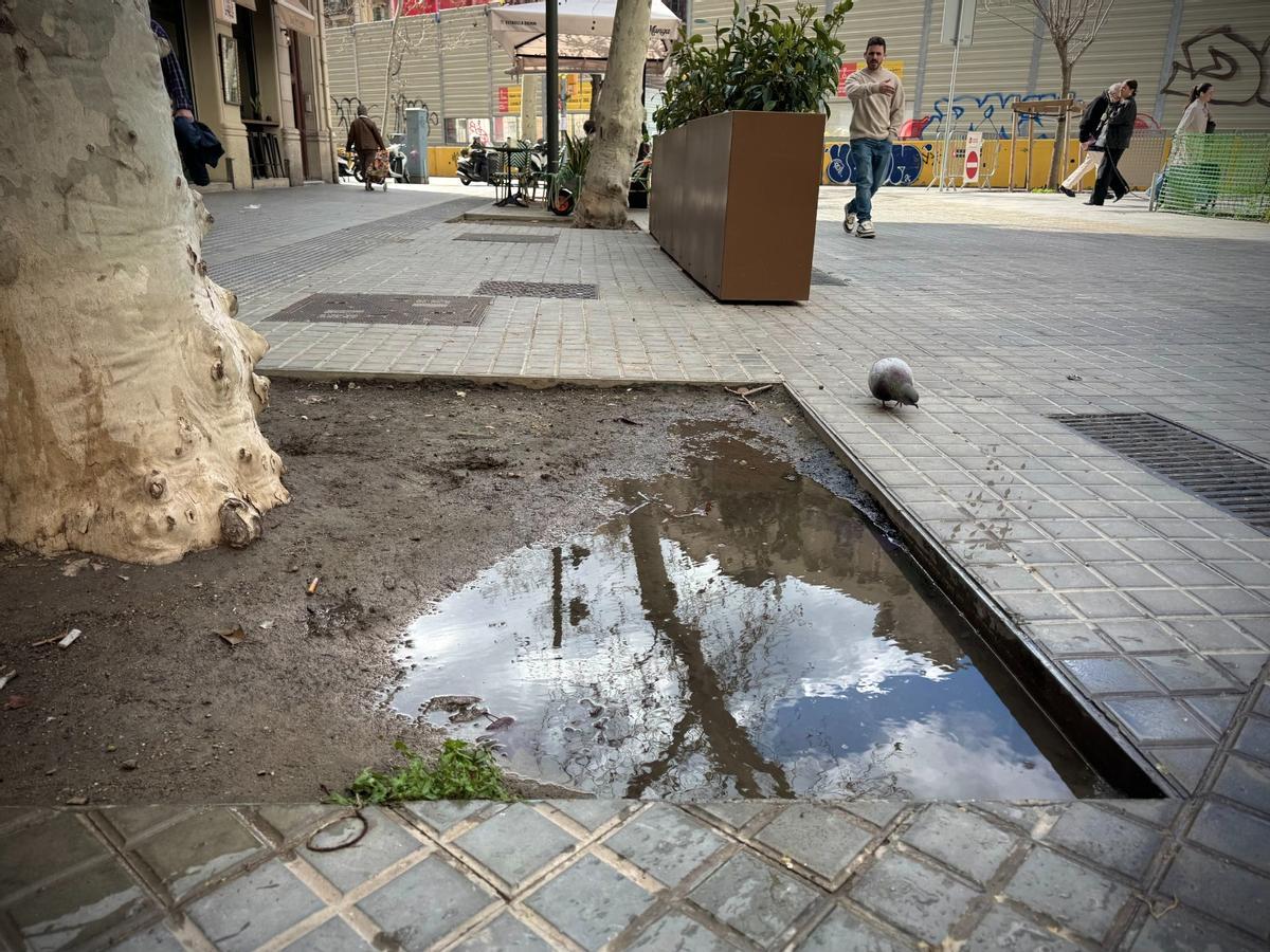 Un alcorque, tras el paso de un chaparrón y cientos de coches.