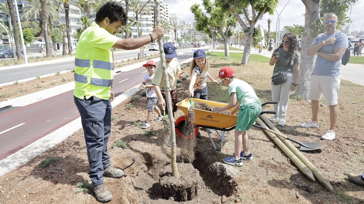 Verde para el nuevo Paseo Marítimo de Palma: pala y rastrillo para que los vecinos planten árboles