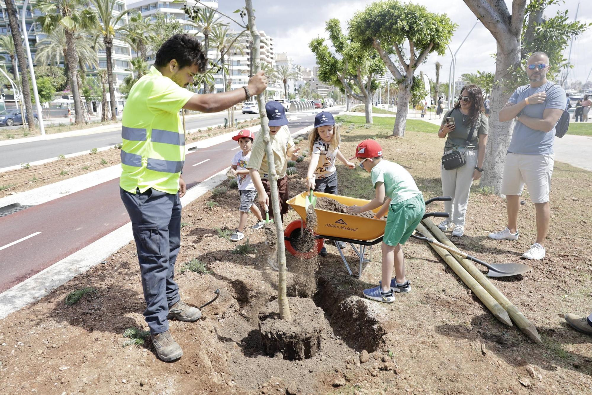 Verde para el nuevo Paseo Marítimo de Palma: pala y rastrillo para que los vecinos planten árboles