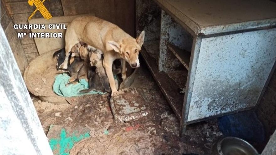 Vídeo: Detinguda una dona a Lloret per maltractament animal i deixar morir 12 gossos