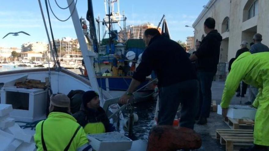 Las capturas de sardina y boquerón vuelven a la Lonja de Torrevieja